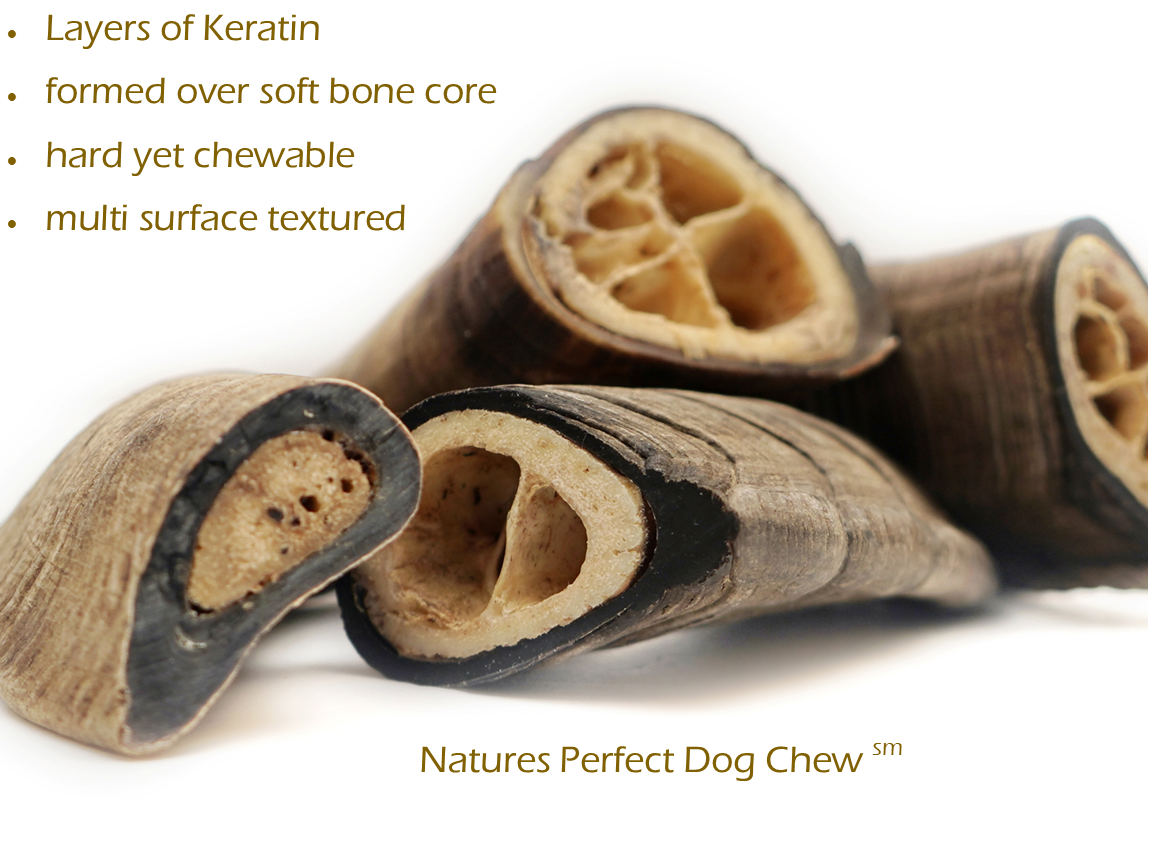 Herders Choice Chews Dried Goat Horns bulk pack 2.2 lb. Large Horns  (1kg) Retail - Mongolian Chews