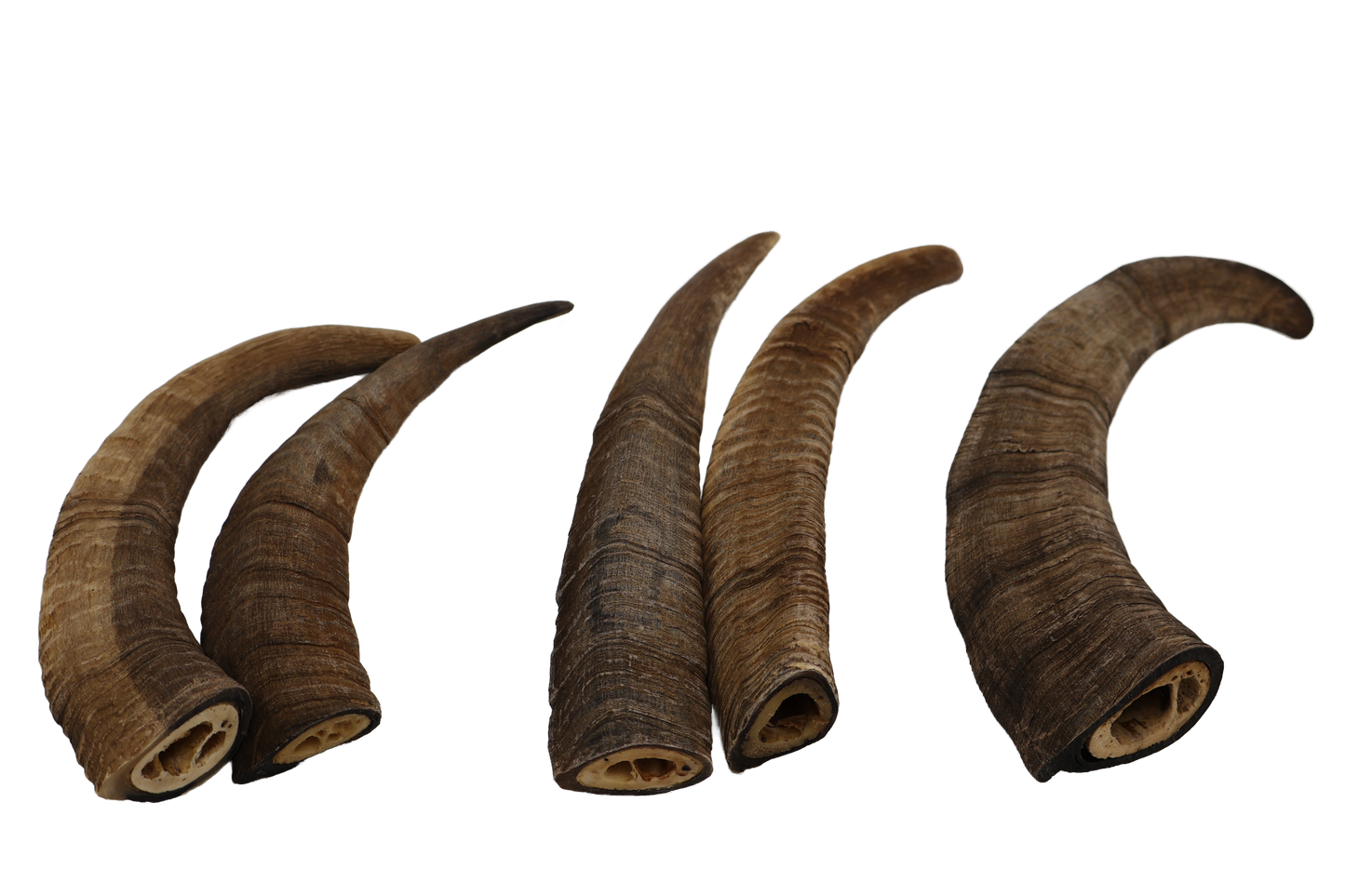 2 pc L thin Horns - Mongolian Chews