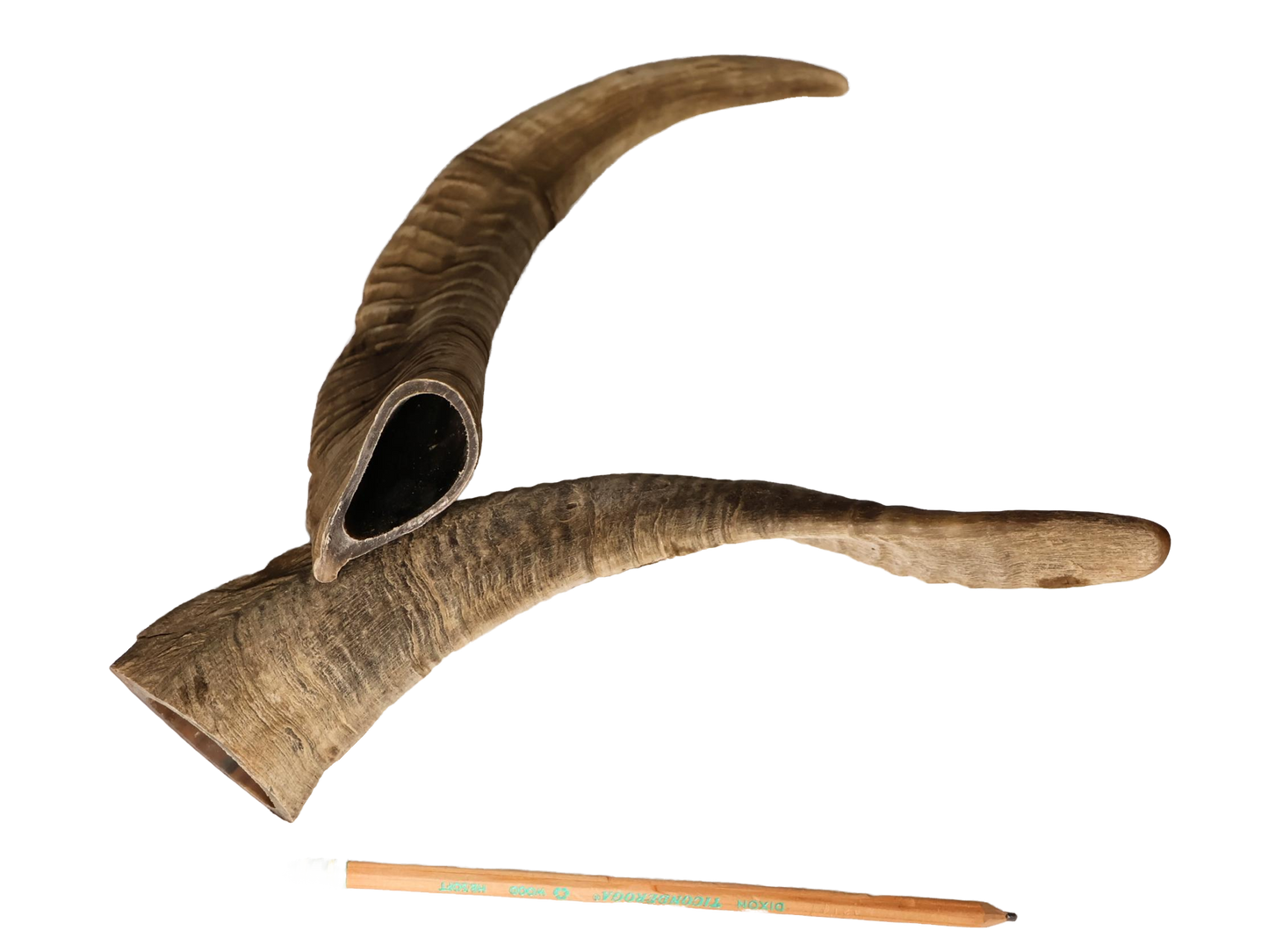 Goat Horn Hollow No Core - Mongolian Chews