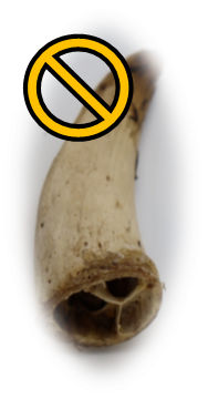 Goat Horn Hollow No Core - Mongolian Chews