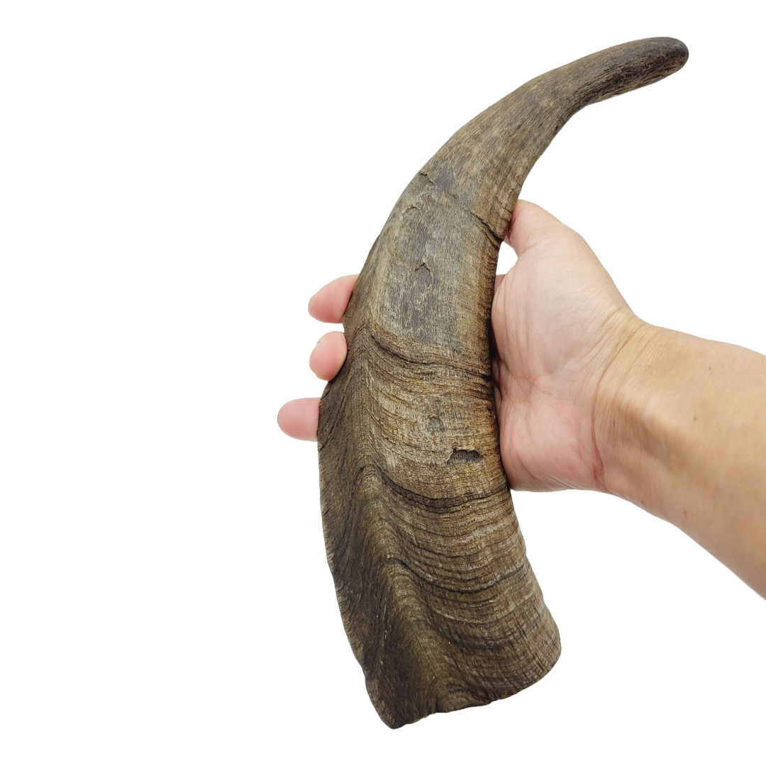 Herders Choice Chews Dried Goat Horns Large Single .  Retail - Mongolian Chews