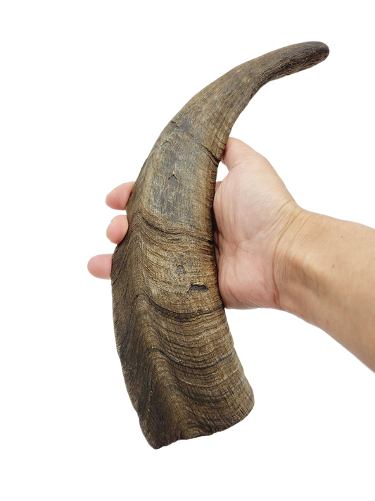 Herders Choice Chews Dried Goat Horns bulk pack 2.2 lb. Large Horns (1kg) Retail - Mongolian Chews