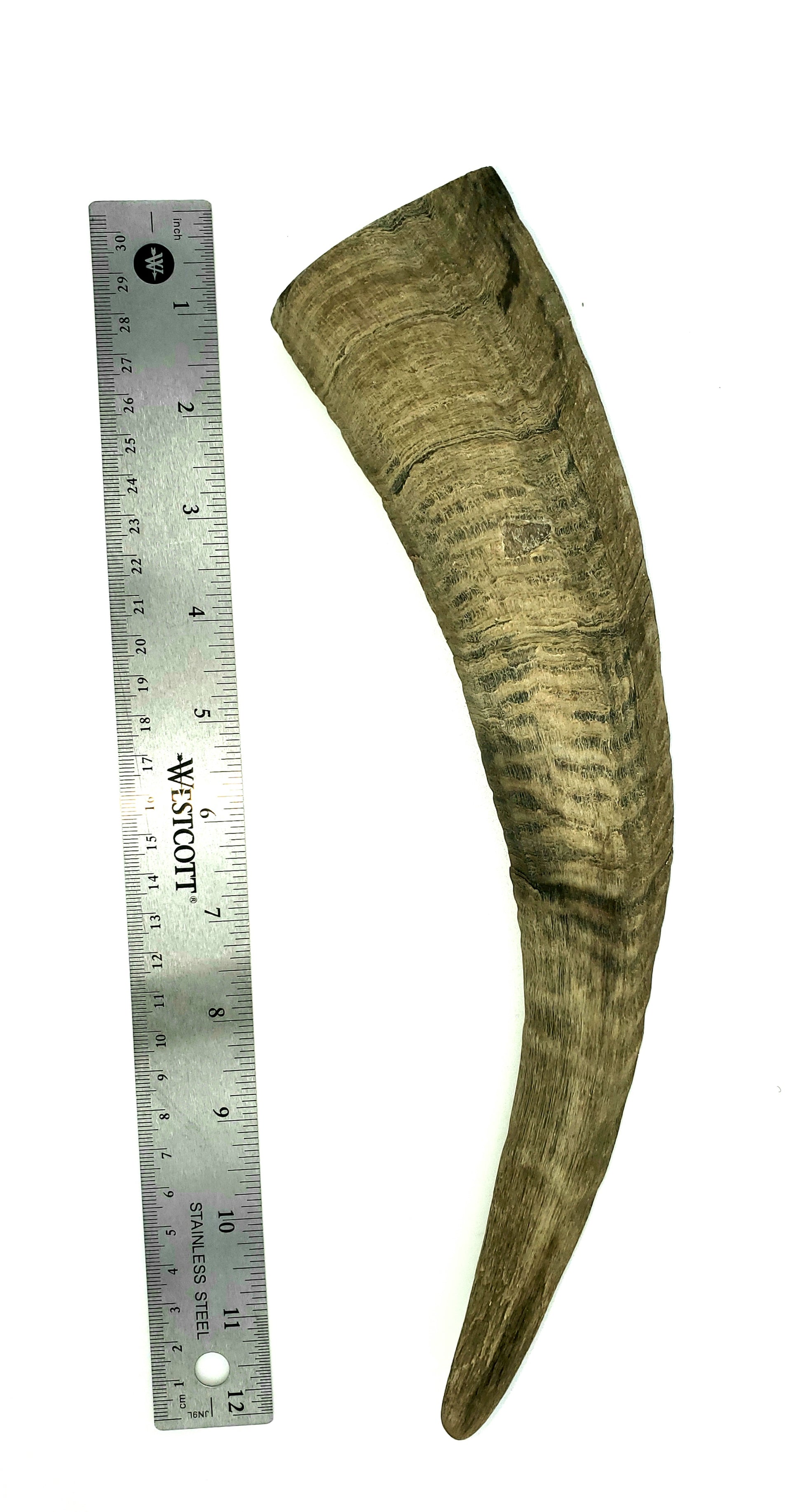 Herders Choice Chews Dried Goat Horns Large Single .  Retail - Mongolian Chews