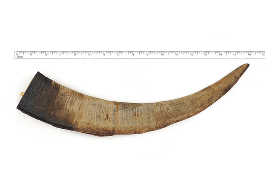 Herders Choice Chews Dried Goat Horns X Large Single .  Retail - Mongolian Chews