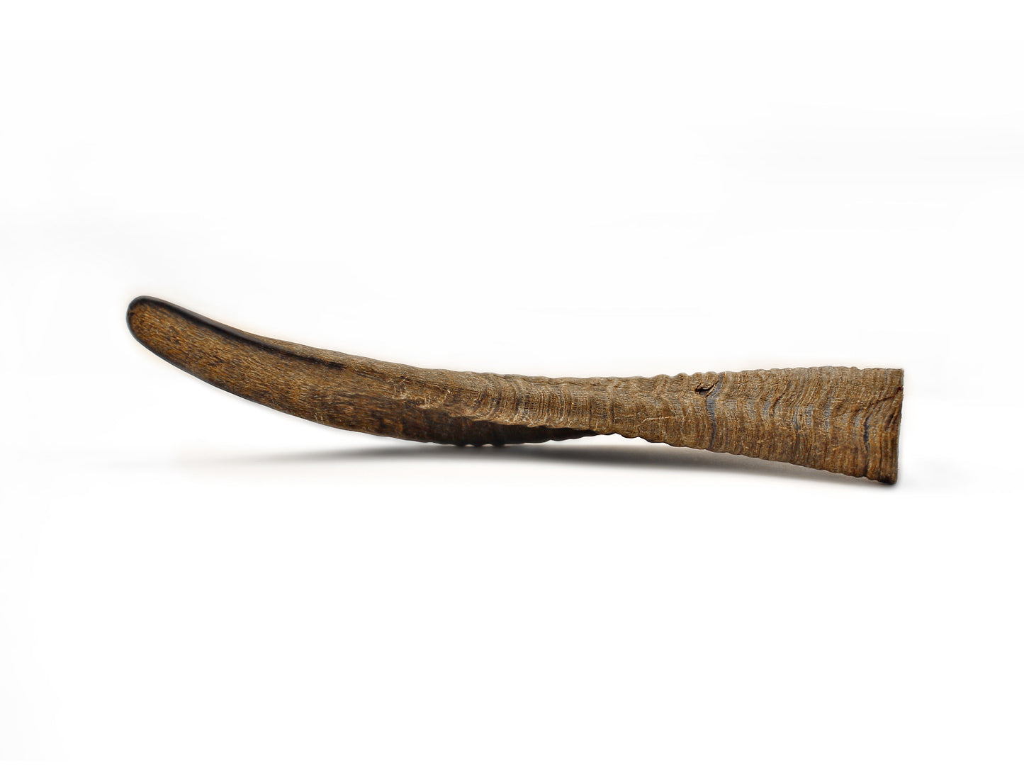 Herders Choice Chews Dried Goat Horns 2pcs. Retail - Mongolian Chews