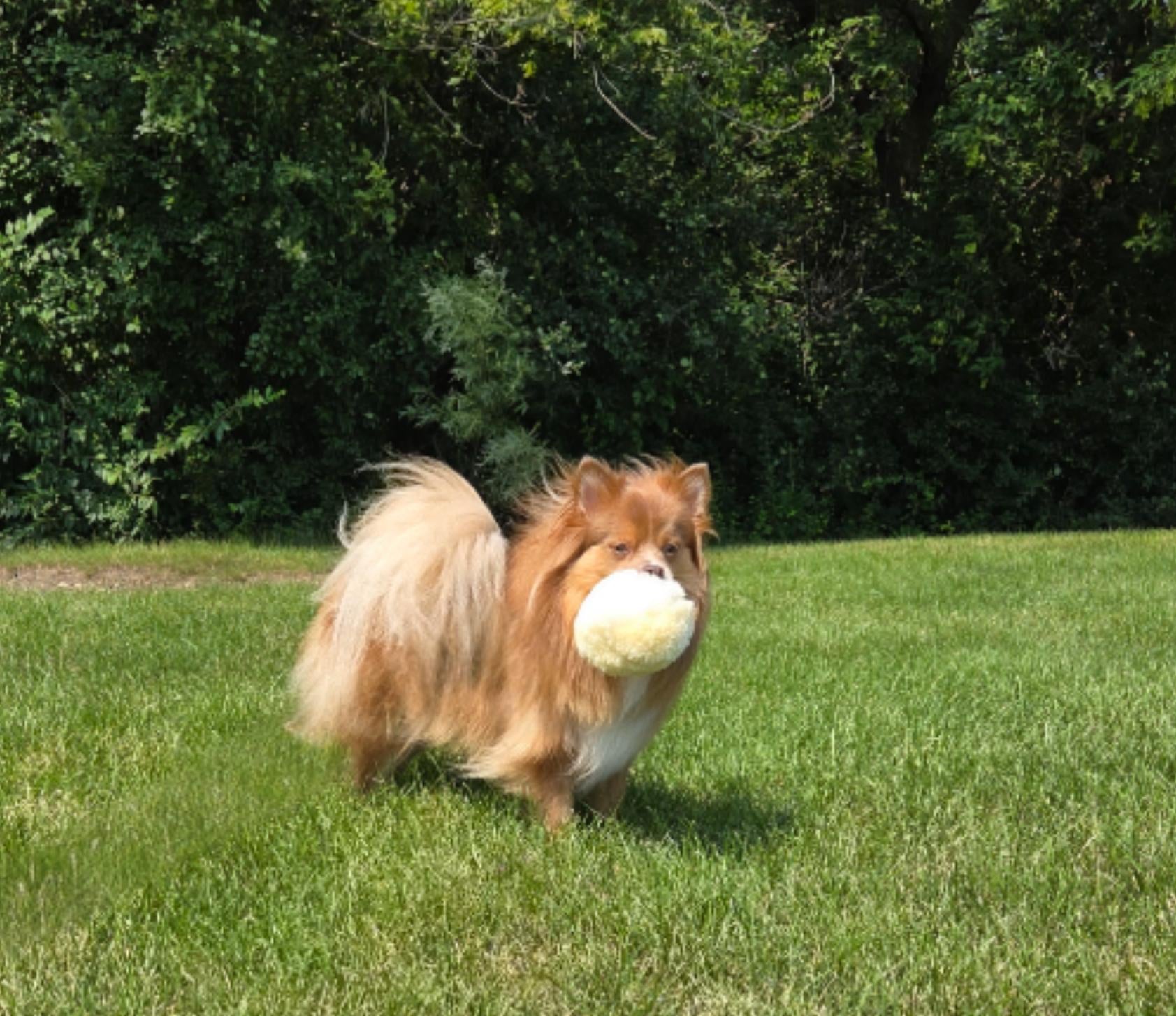 🐑 FurBul – The All-Natural Snuggle Ball 🐑 - Mongolian Chews