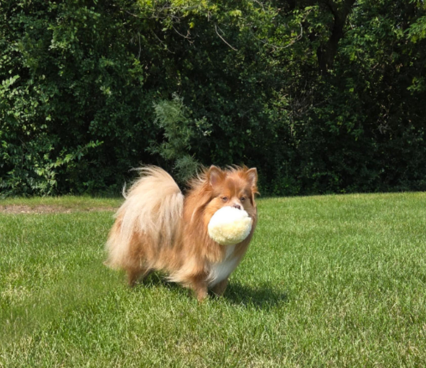 🐑 FurBul – The All-Natural Snuggle Ball 🐑 - Mongolian Chews