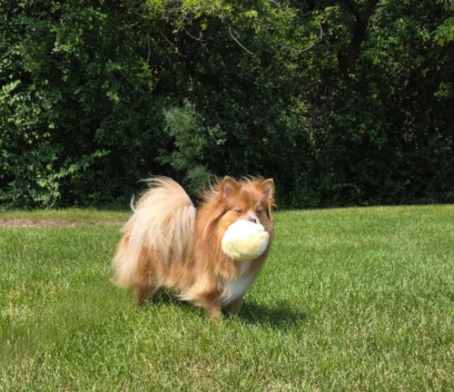 🐑 FurBul – The All-Natural Snuggle Ball 🐑 - Mongolian Chews