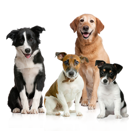 group of dogs sitting waiting for treats  UMMP LLC  Herders Choice Chews 