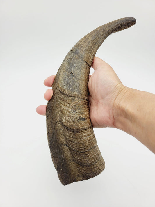Herders Choice Chews Dried Goat Horns Large Single .  Retail - Mongolian Chews